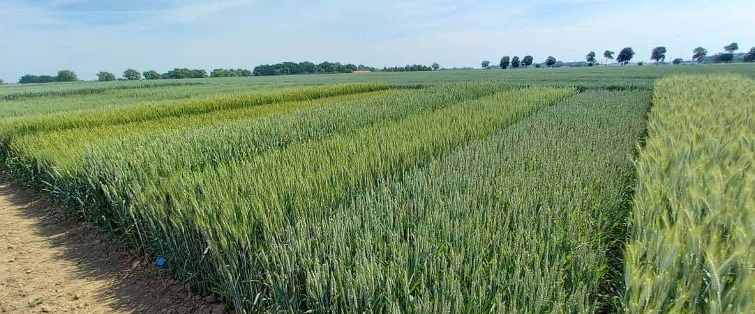 Nový katalog pšenice ozimé 2022
