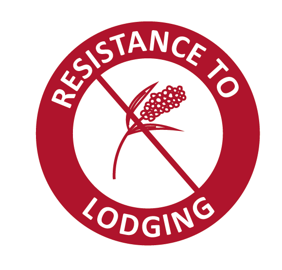 resistance to lodging