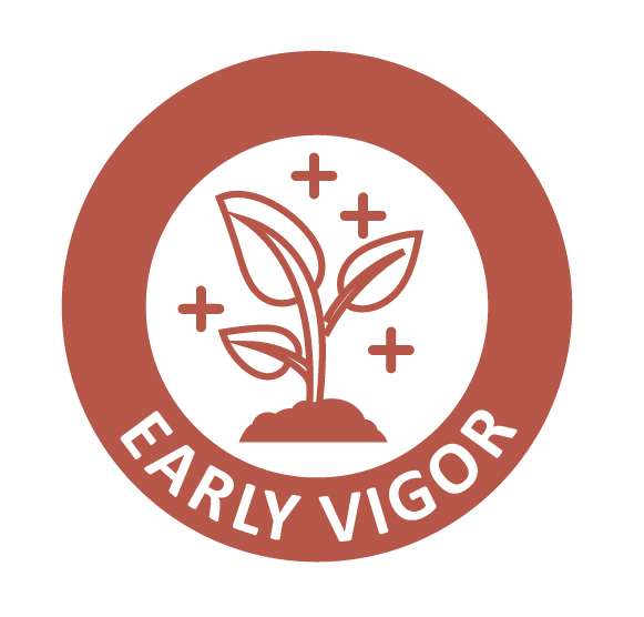 early_vigor_2
